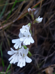 Holothrix parviflora