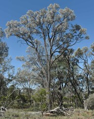 Acacia harpophylla