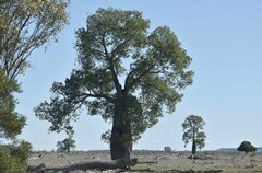 Brachychiton rupestris