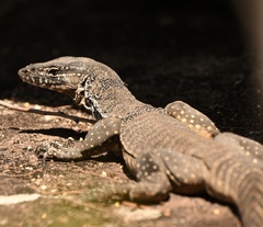 Varanus rosenbergi