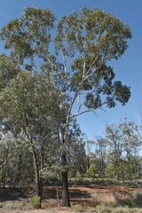 Eucalyptus cambageana