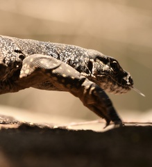 Varanus rosenbergi