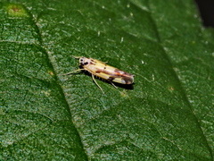 Eupteryx