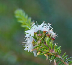 Calytrix alpestris