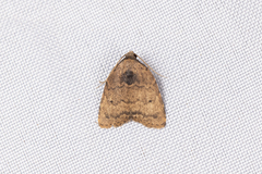 Anachrostis