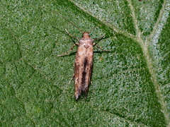 Epermenia