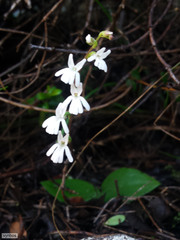 Holothrix parviflora