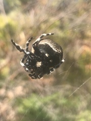 Caerostris corticosa