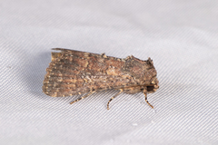 Condica illecta