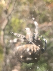 Caerostris corticosa