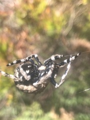 Caerostris corticosa