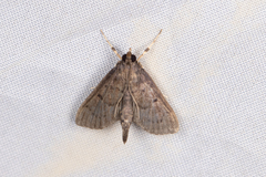 Omiodes tristrialis