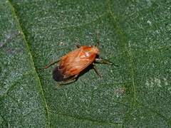 Agnocoris