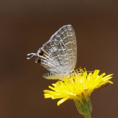 Theclinesthes onycha