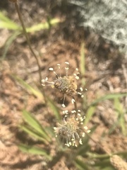Plantago lanceolata