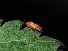 Agnocoris