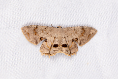 Dysaethria flavistriga