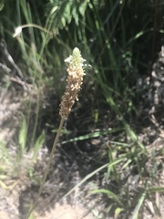 Plantago lanceolata