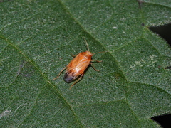 Agnocoris