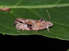 Eudemis