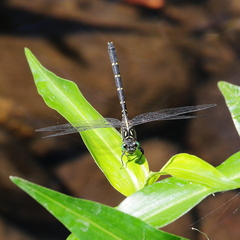 Hemigomphus theischingeri