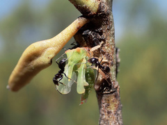 Sextius virescens