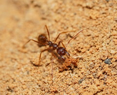 Aphaenogaster longiceps