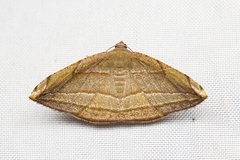 Loxotephria olivacea