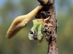 Sextius virescens