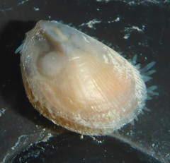 Limaria pellucida