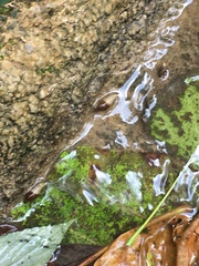 Koreoleptoxis