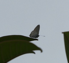 Theclinesthes onycha