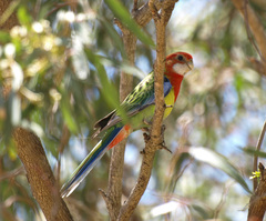 Platycercus eximius eximius