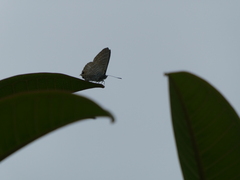 Theclinesthes onycha