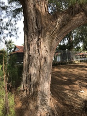 Casuarina equisetifolia