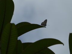 Theclinesthes onycha