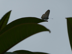 Theclinesthes onycha