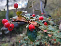 Cotoneaster franchetii