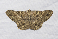 Racotis boarmiaria