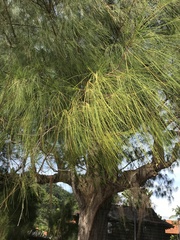 Casuarina equisetifolia