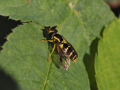 Xanthogramma