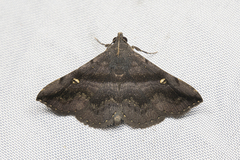 Hadennia mysalis