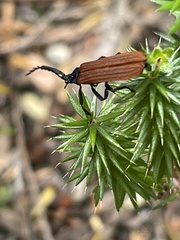 Trichalus semicostatus