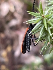 Trichalus semicostatus