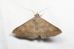 Hypospila bolinoides