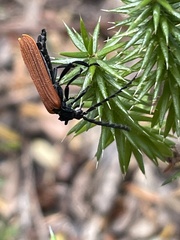 Trichalus semicostatus