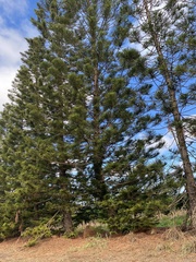 Araucaria columnaris