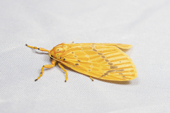 Barsine striata