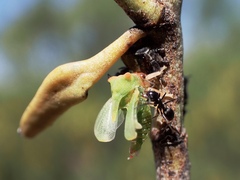 Sextius virescens