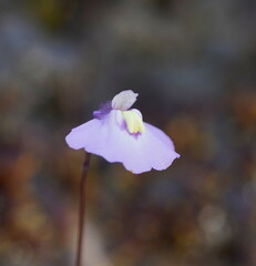 Utricularia grampiana
